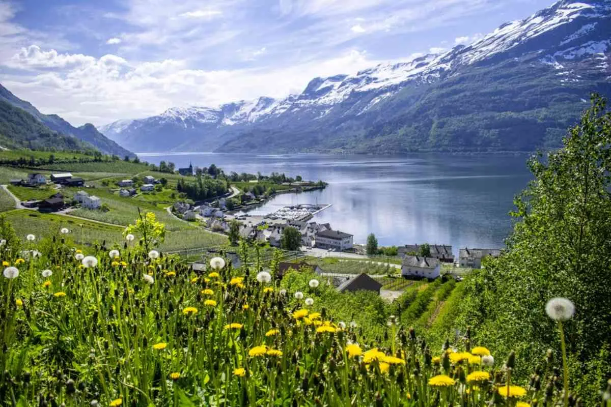 Beautiful picture of Hardagerfjord in Norway with dandelions in the foreground and a green and flowery landscape.