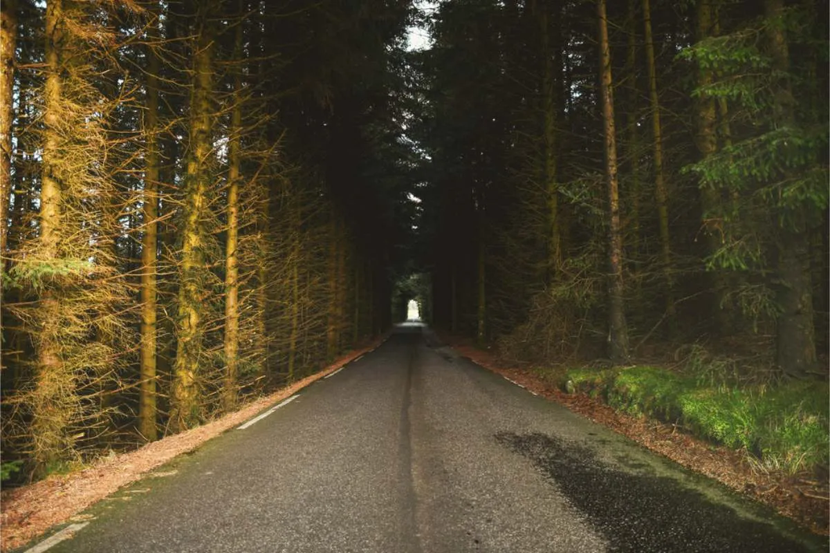Narrow paved road running straight through dense spruce forest, with fallen needles along the verges