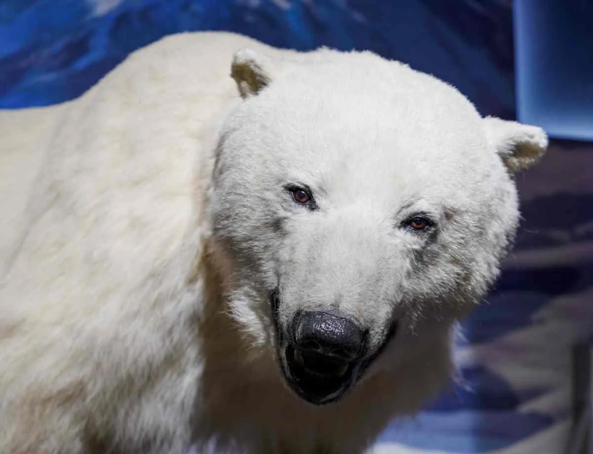 Polar bear display at Tromsø’s Polar Museum.
