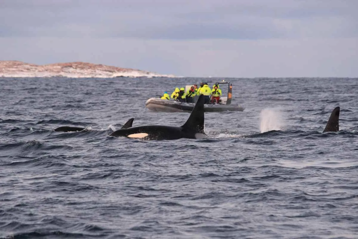 Group on a boat watching orcas swimming in Arctic waters.
