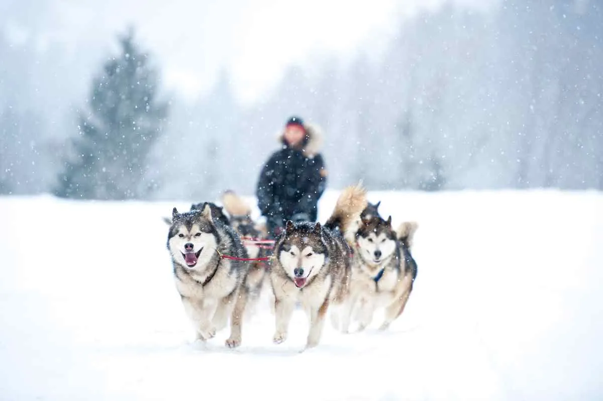 dogsledding at Alta