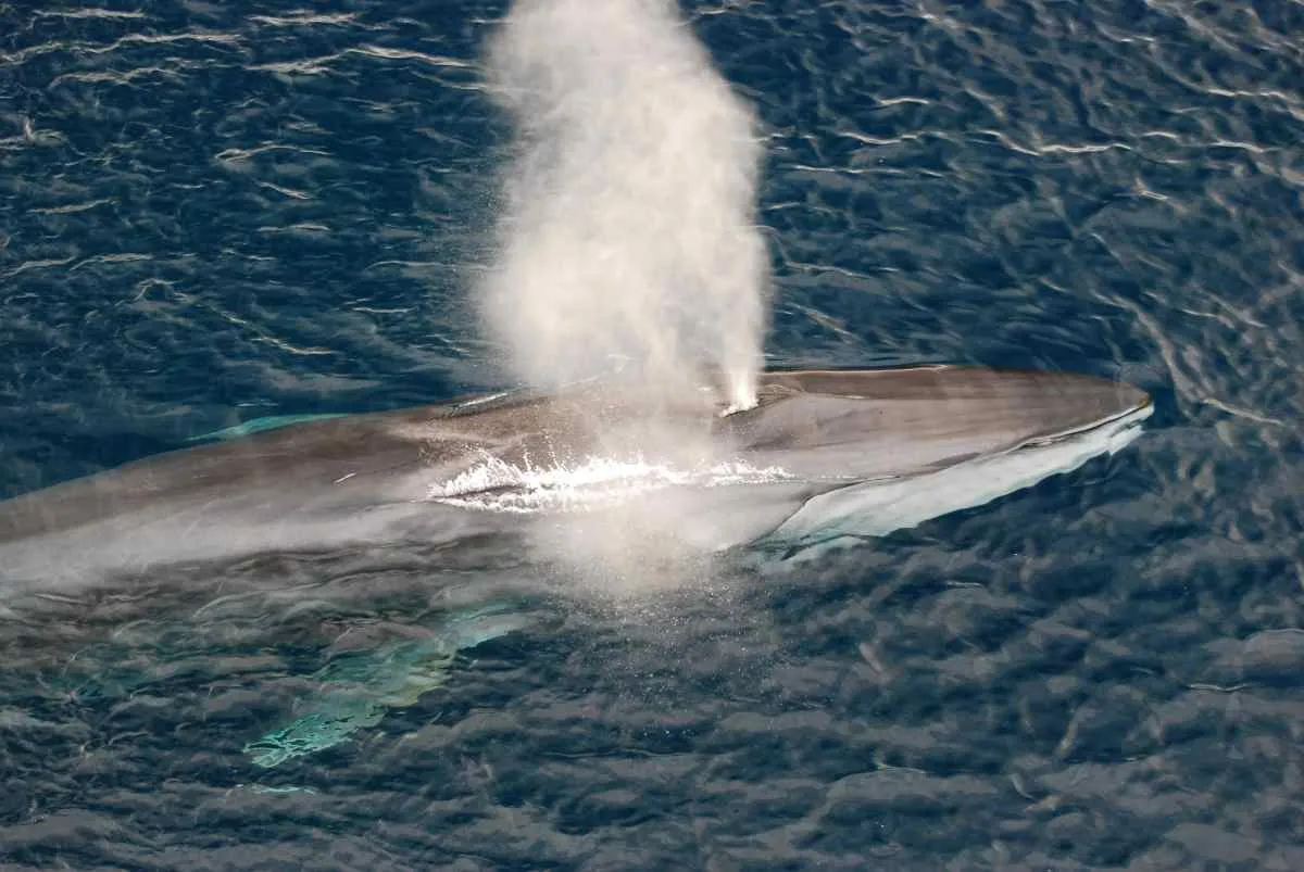 best time to see whales
