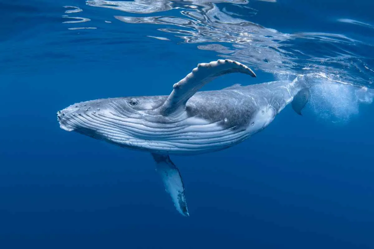 norwegian whales