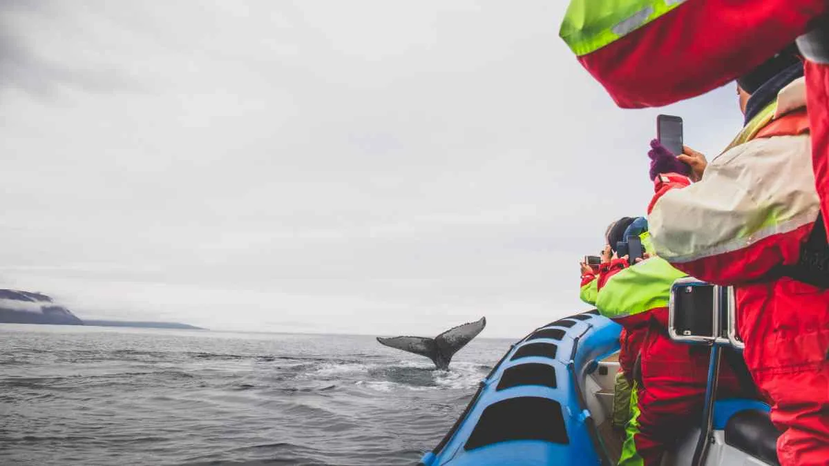 Whale watching rib tour