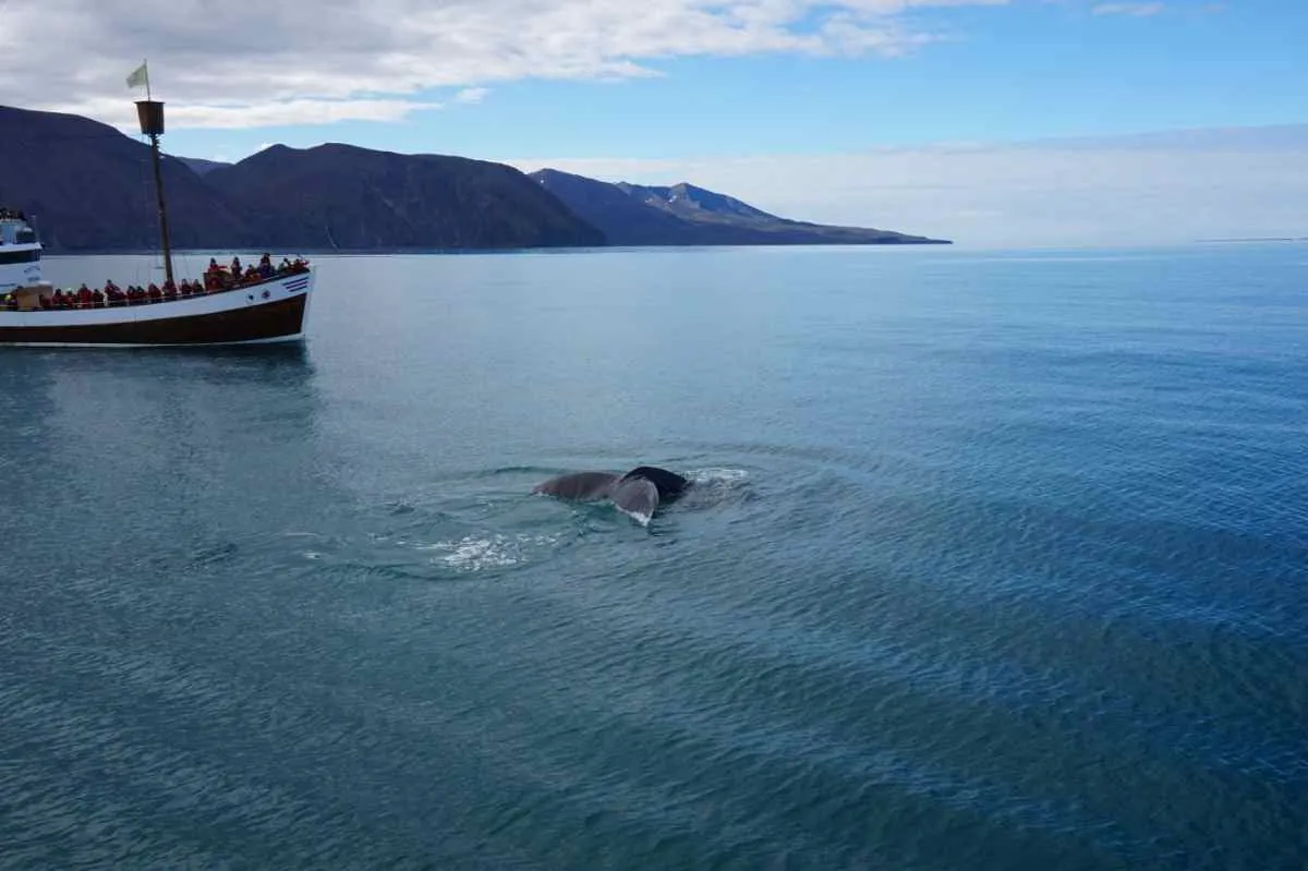 Whale watching in Tromso