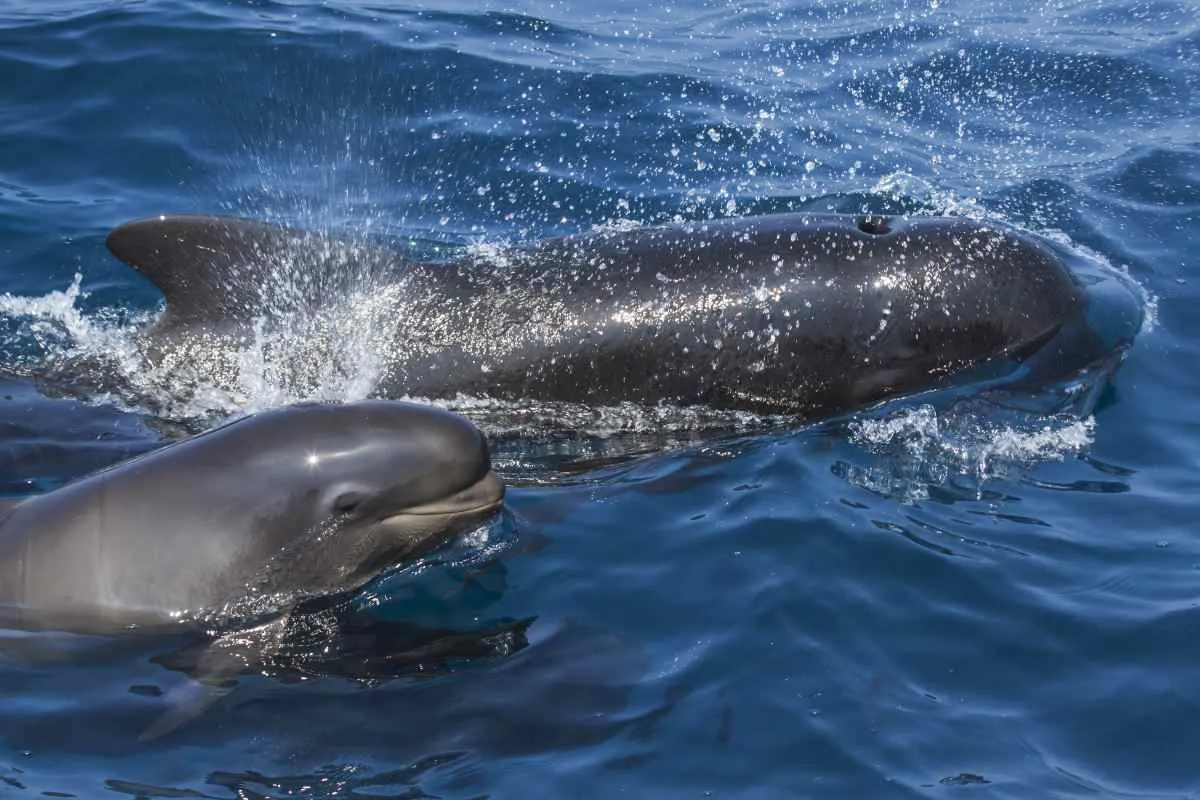 Harbor porpoises whales