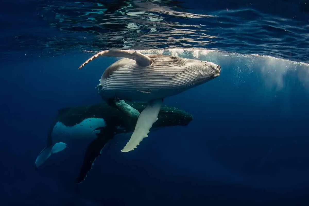Ultimate Guide to Whale Watching in Tromso