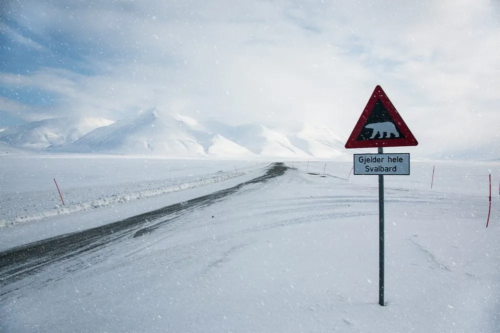 Polar bear in Svalbard