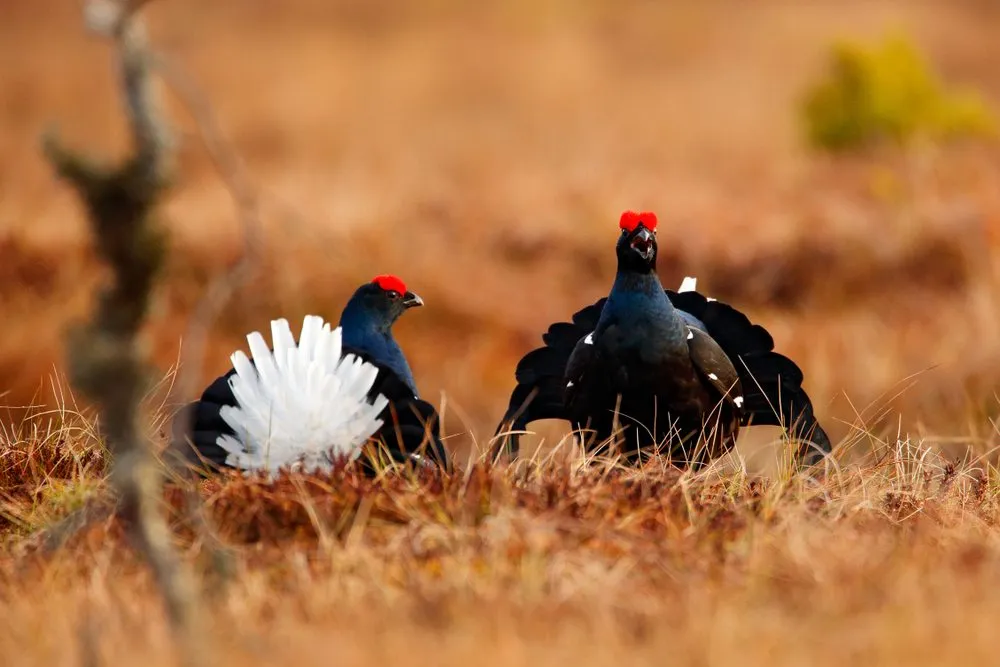 Birds in Norway