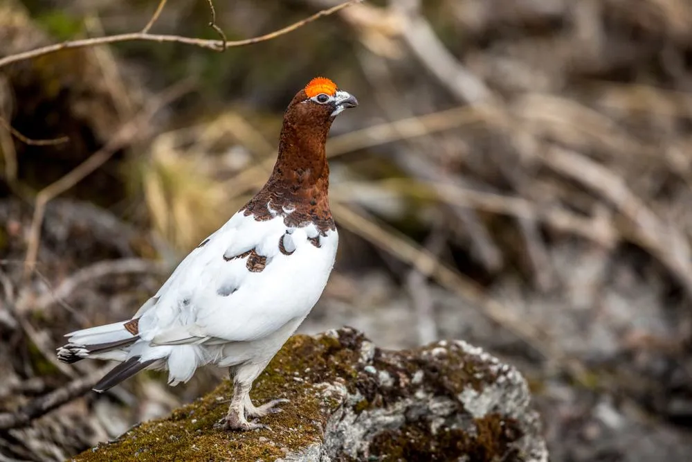 Birds in Lofoten