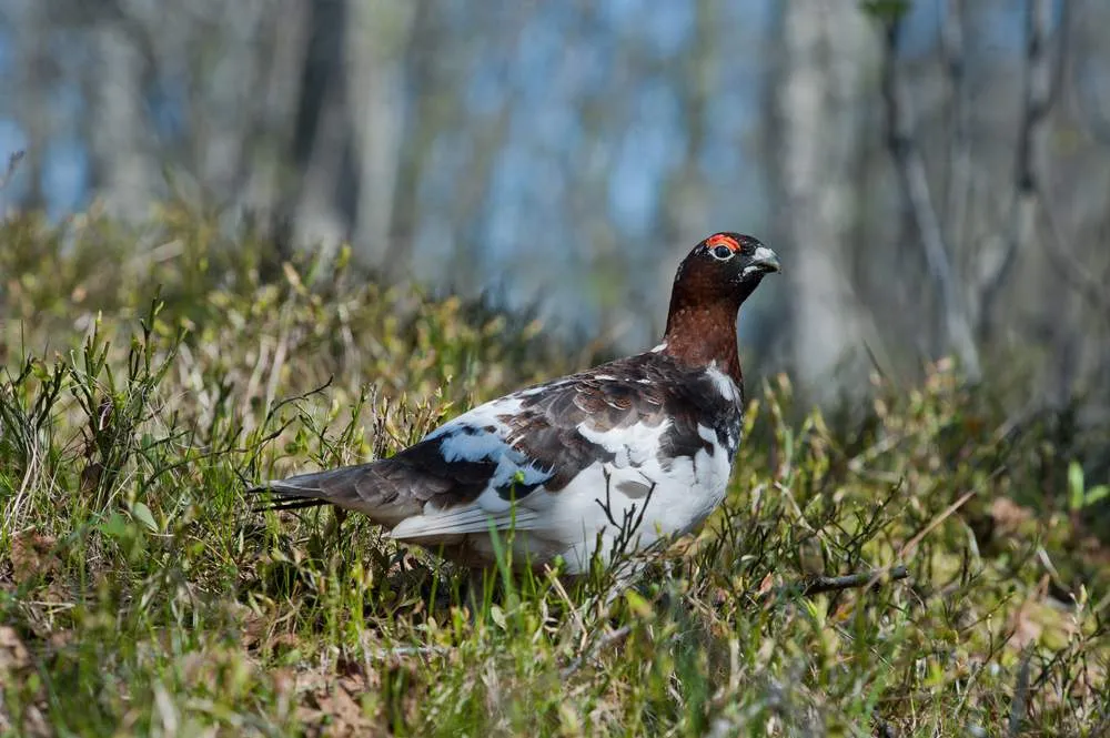 Bird in Norway in a Natural Reserve