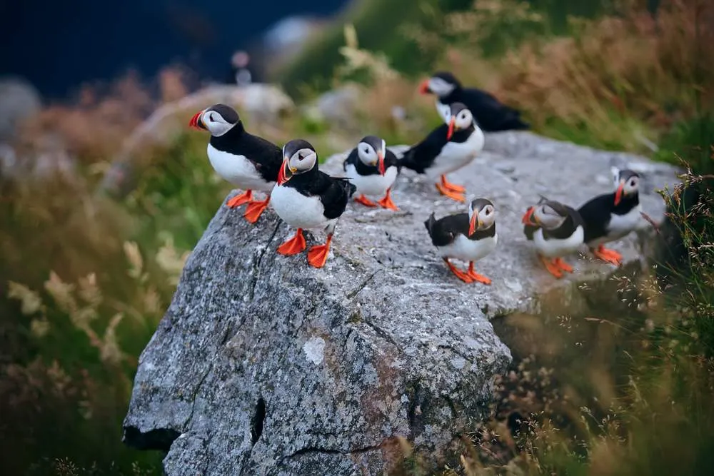 Puffins in Norway