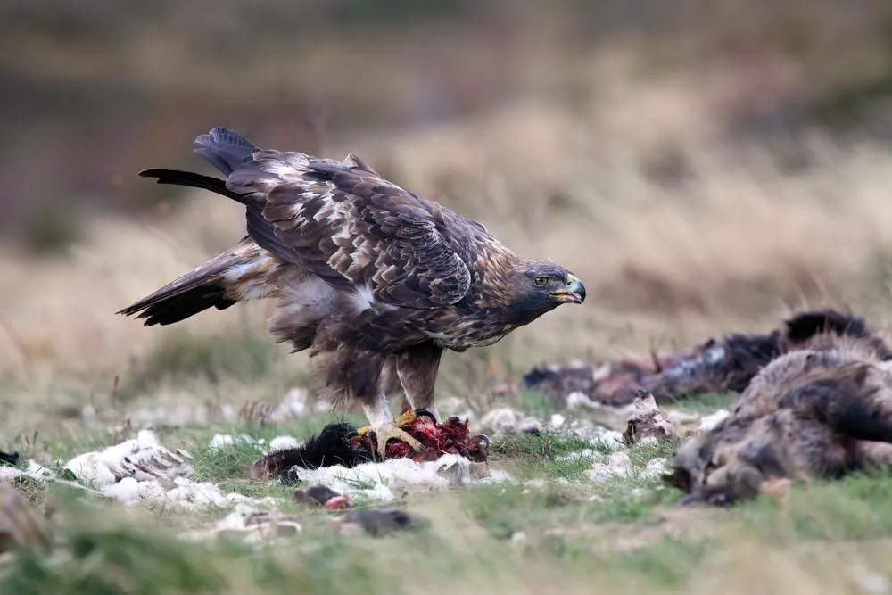 Golden eagle in Norway
