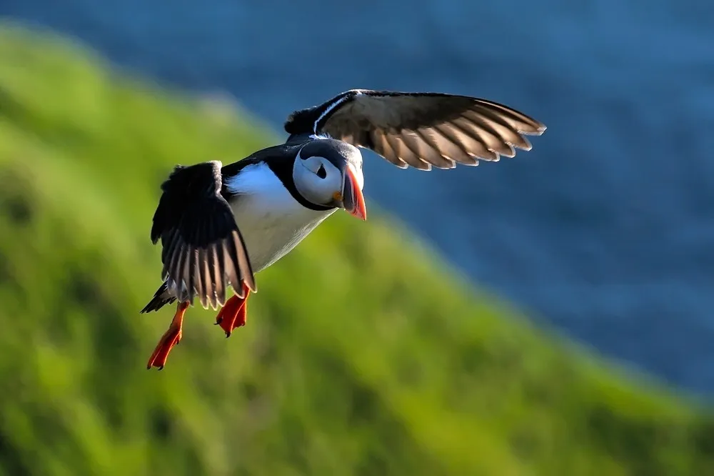 Birdwatching in Norway: Exploring the Vibrant Avian World