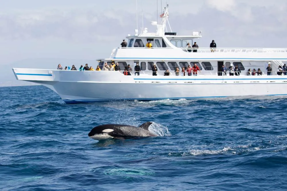 Whale Watching in Norway