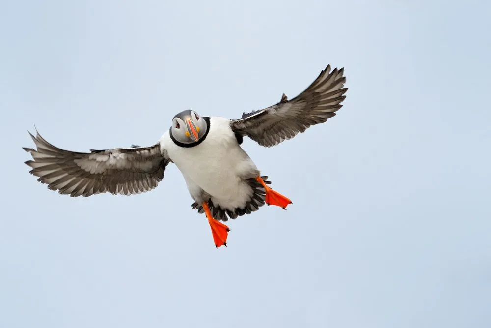 Puffin Flying