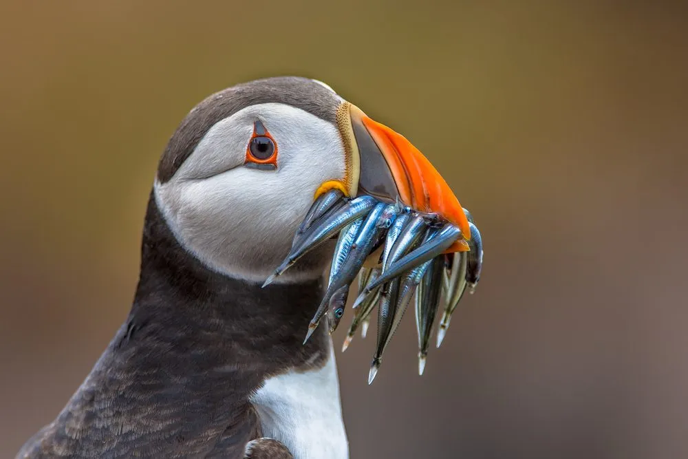Puffin in Lofoten
