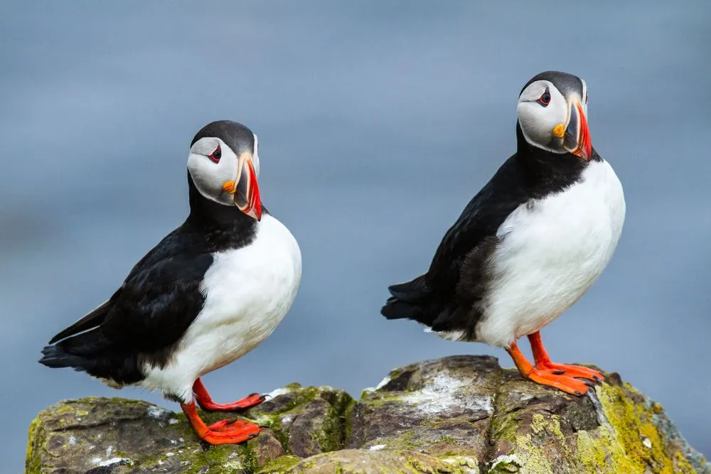 Waar kun je papegaaiduikers zien in Noorwegen: een gids met de beste plekken om deze schattige vogels te spotten