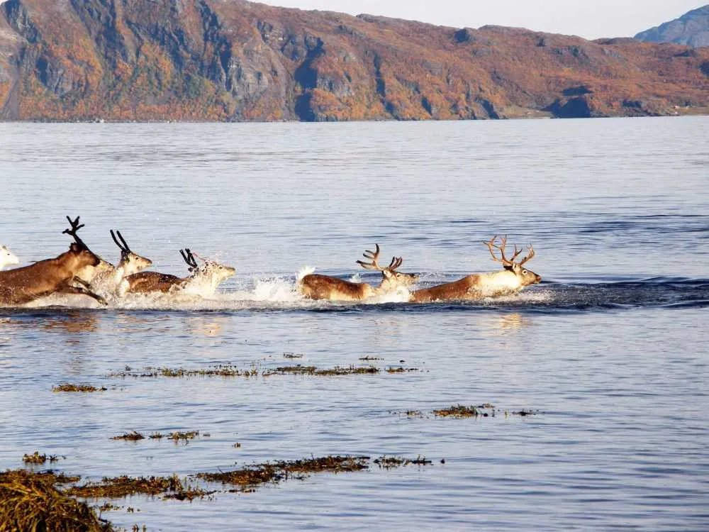 Reindeers in Norway