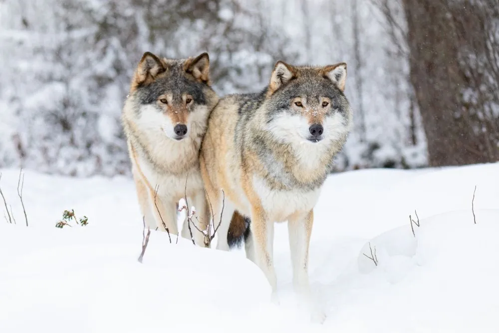 Wolves in Norway