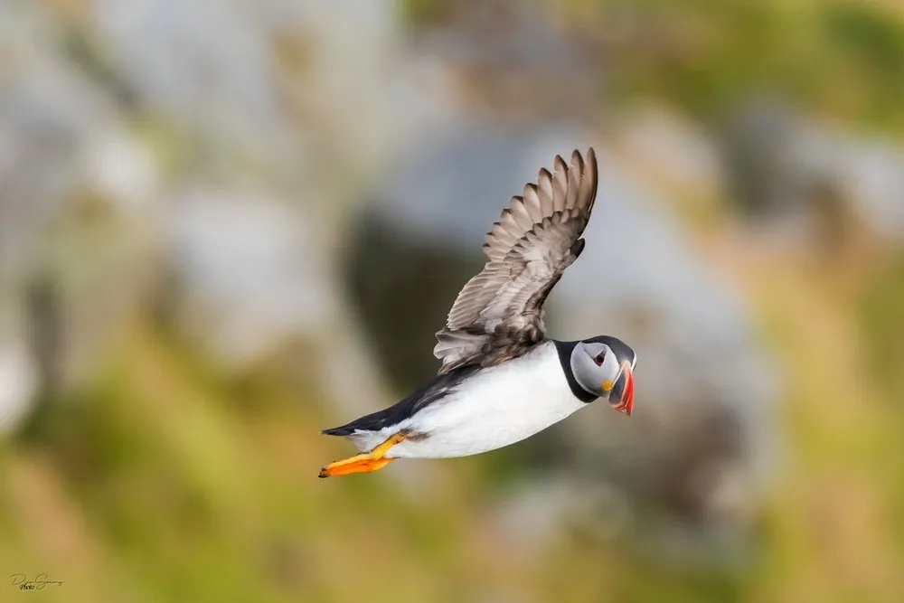 Puffins in Norway