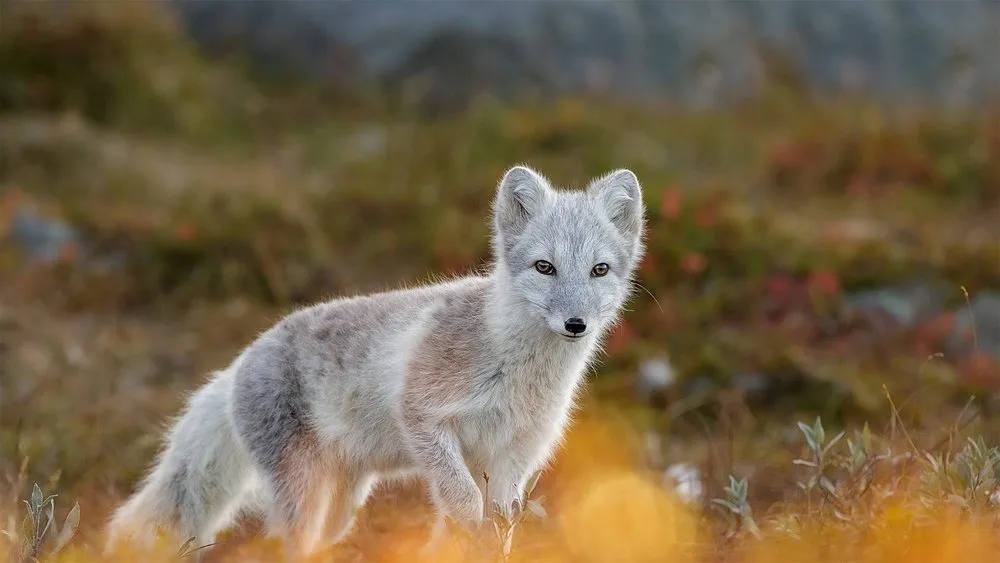 Exploring the Diverse Wildlife of Norway