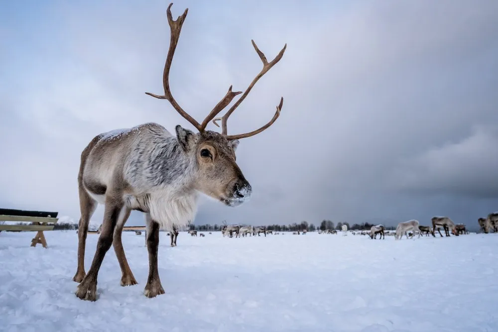 Reindeer in Norway
