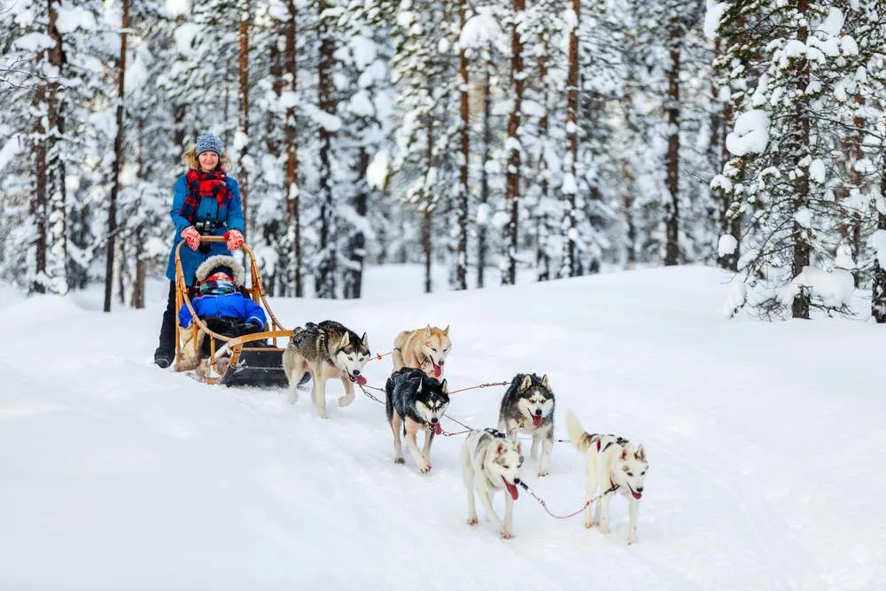 Dog Sledding in Norway