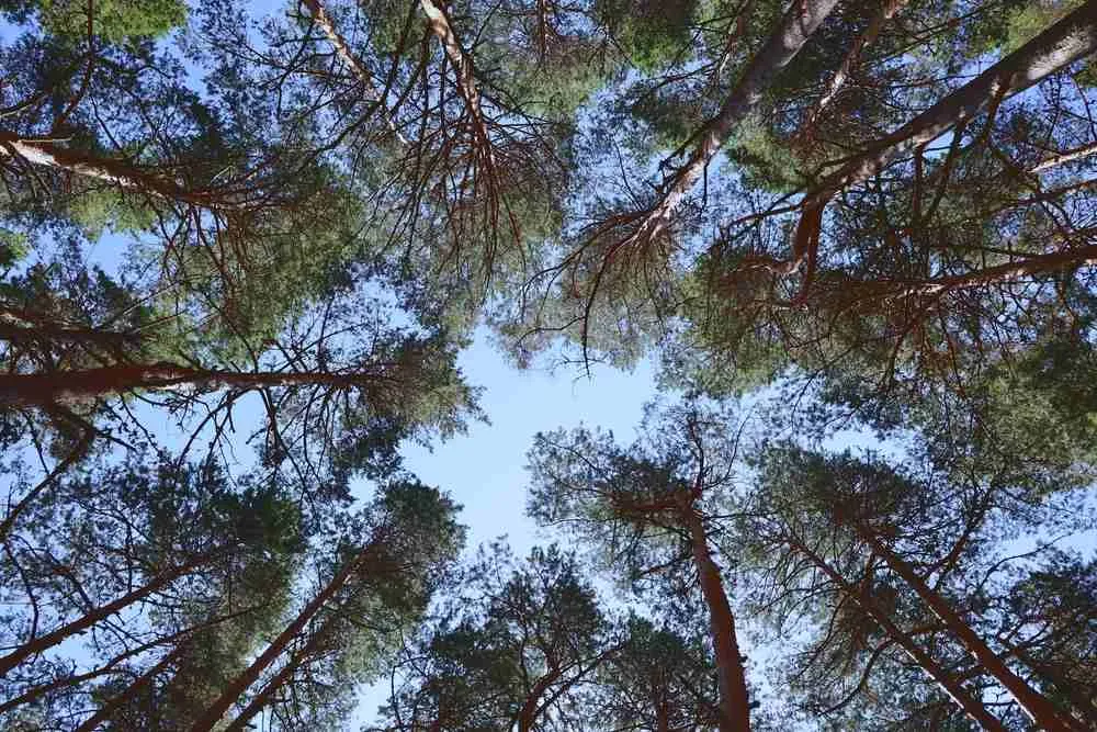 Forest in Norway