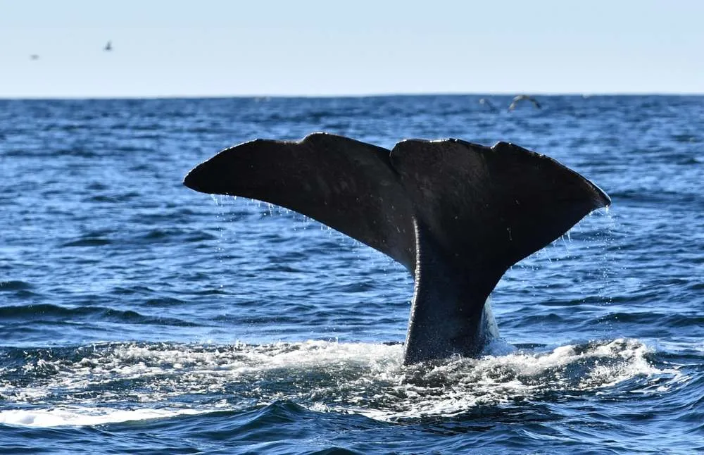 Whale in Norway