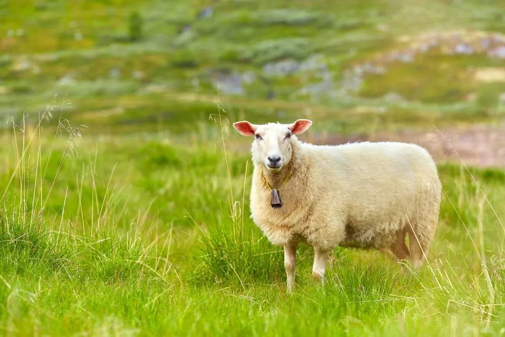 Sheep in Norway in Spring