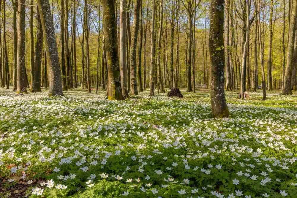 Spring in Norway