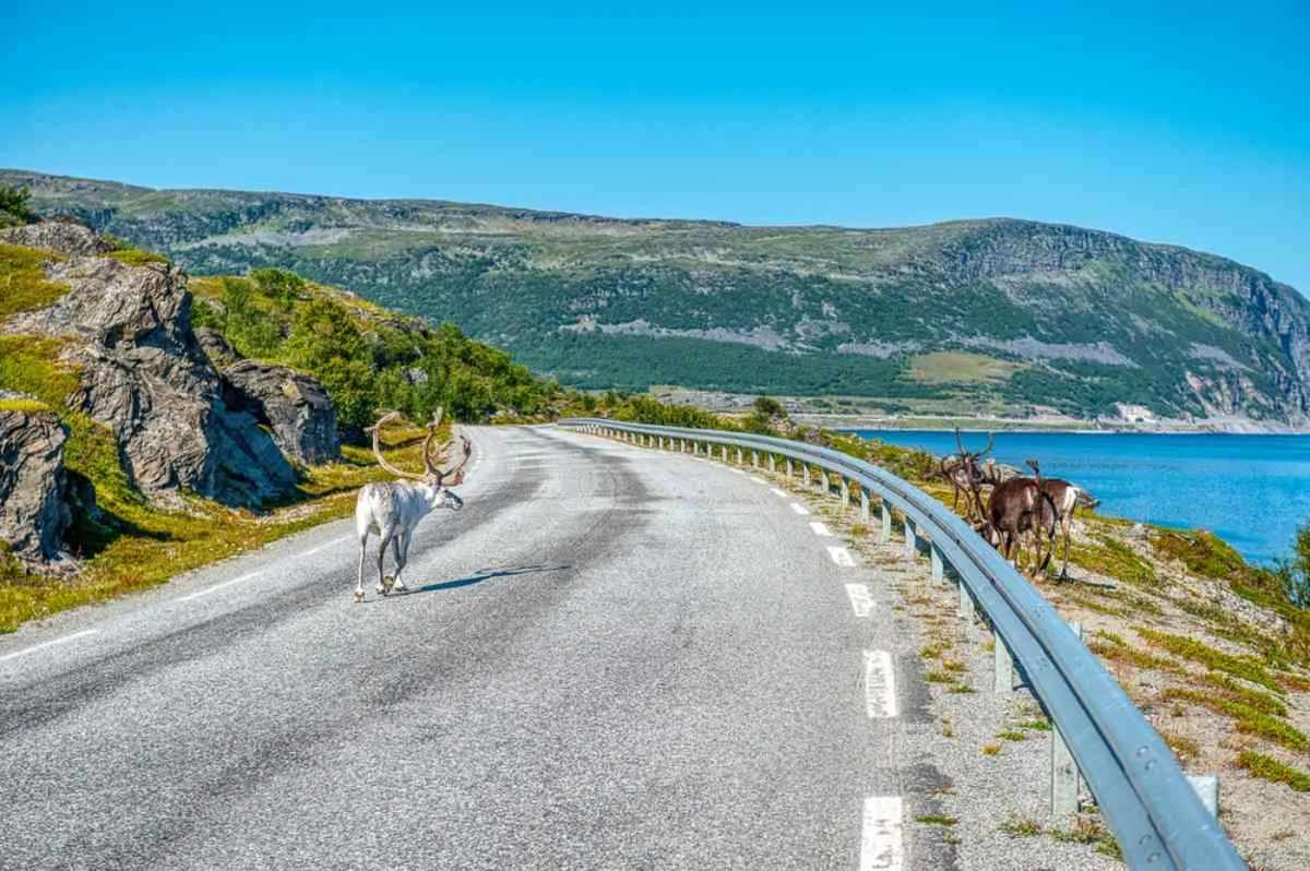 Reindeer crossing a coastal road in northern Norway, with mountains and blue sea under clear summer skies.