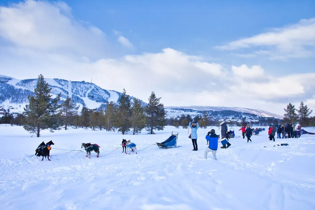 Dogs in Geilo