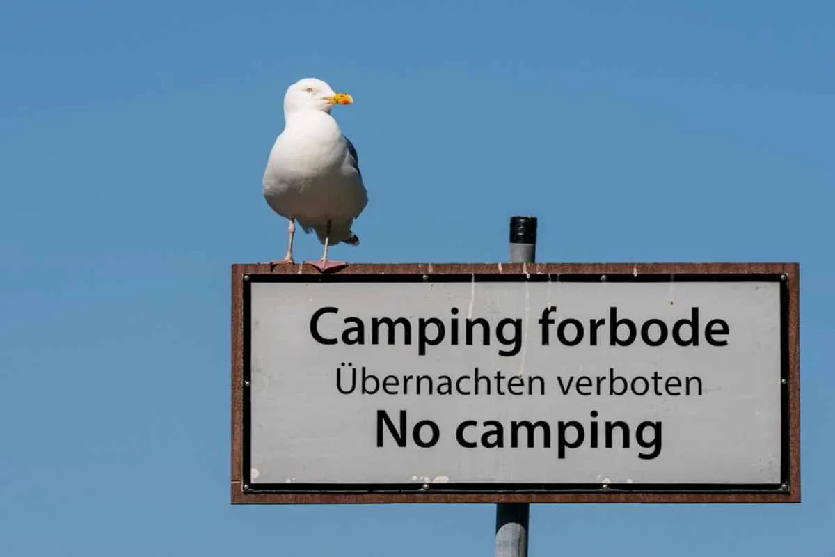 A bird remains perched in front of a Norwegian road sign indicating the prohibition of camping in the area in several languages.