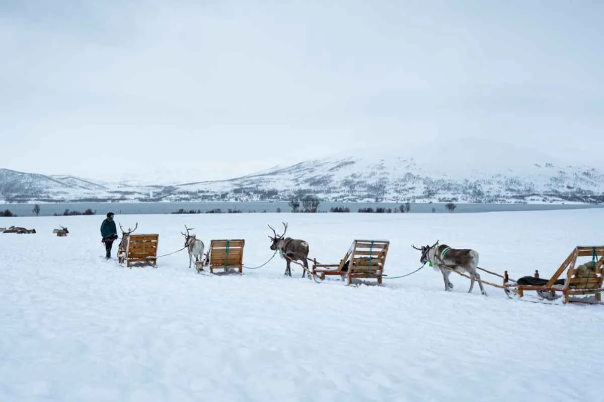 A group of reindeer push wooden sleds in the snow in the Krokelvdalen region near Oslo.