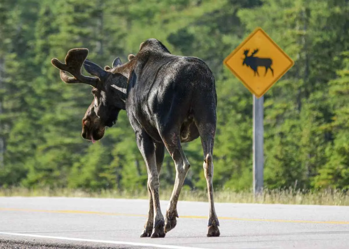 Detail shot of a moose moving freely along a paved road while in the background you can see a sign warning of its possible presence.