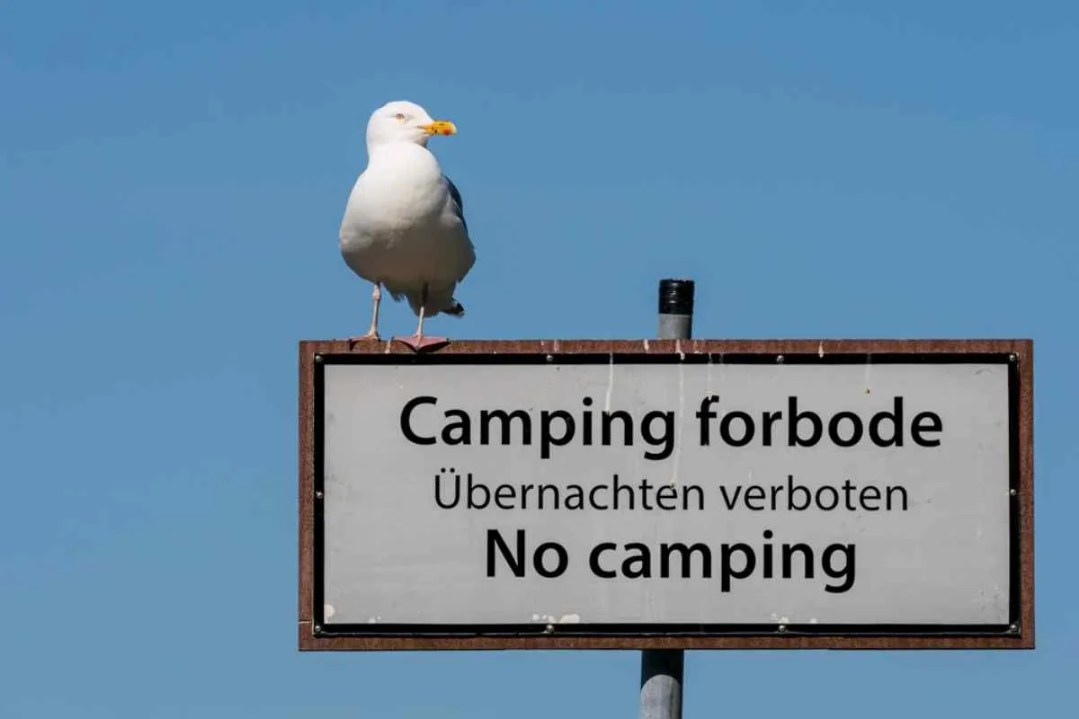 Road sign reading in English and Norwegian the prohibition of camping in the area.