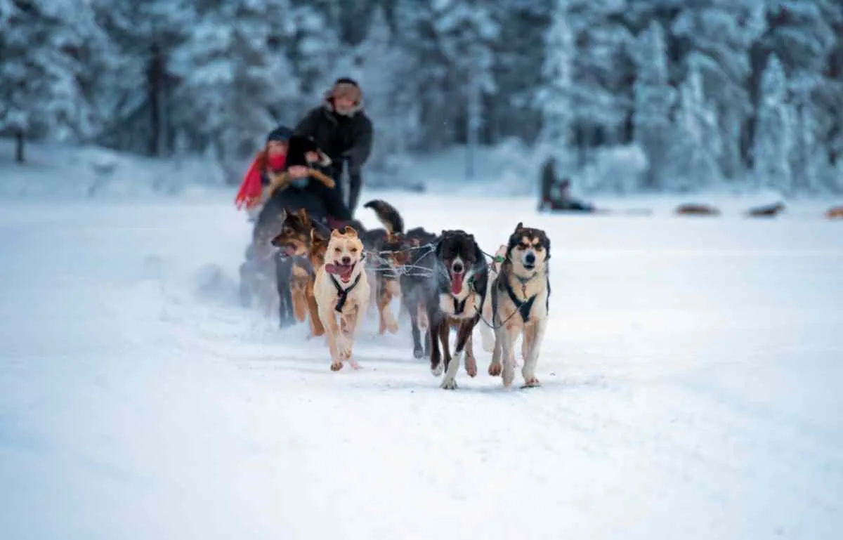 Balade en traîneau à chiens en Laponie