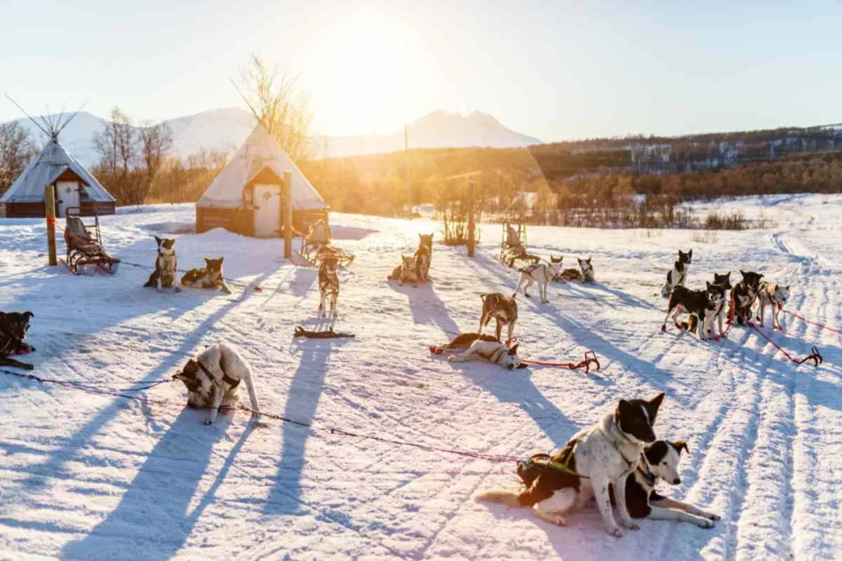 Visites de fermes d'huskies