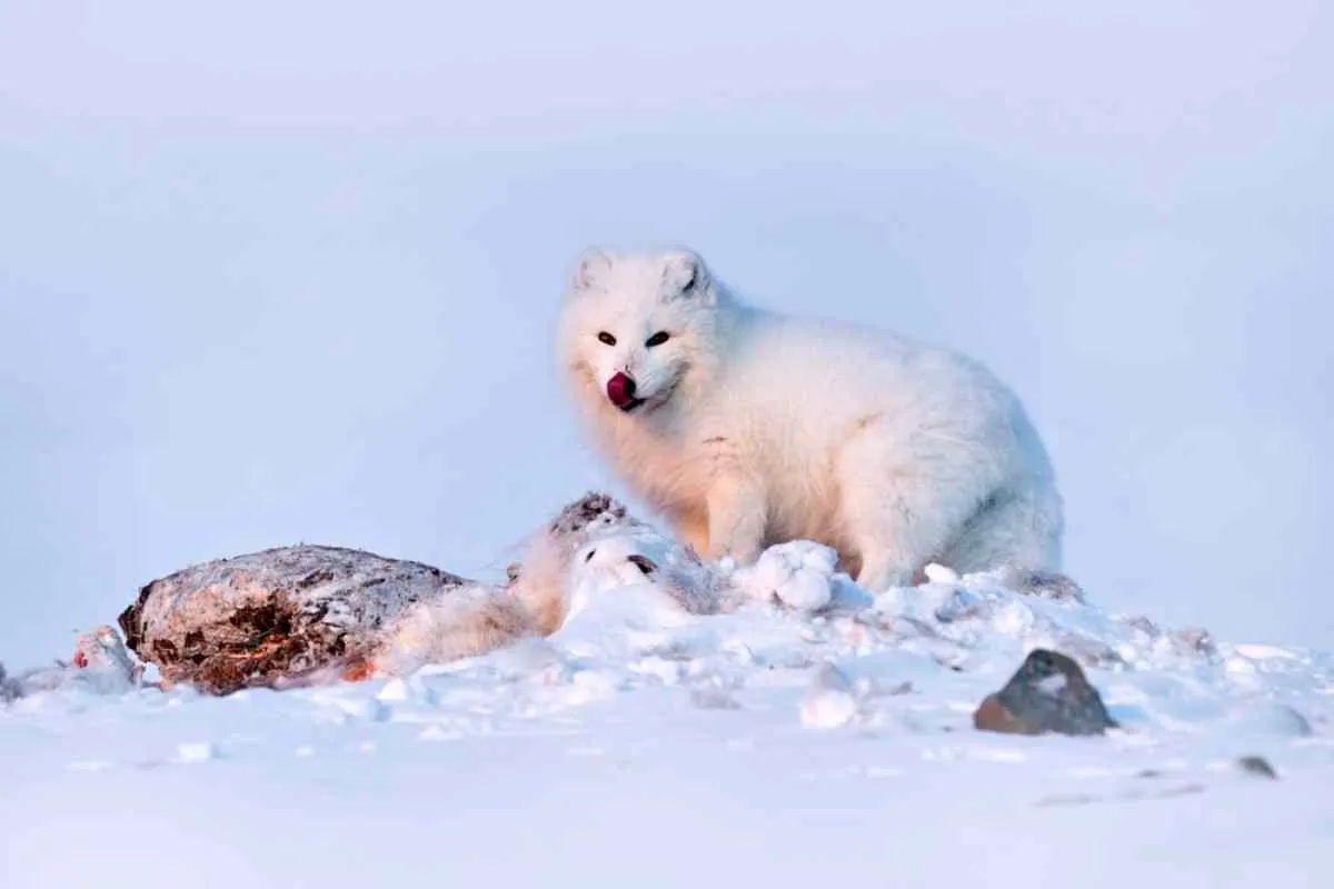 Renard arctique, Laponie