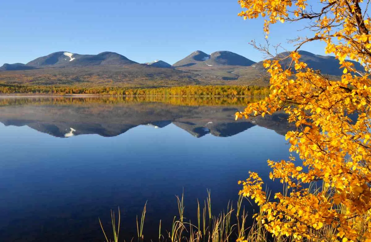 Un lac au calme d'un miroir, parsemé de feuilles de bouleau automnales, avec au loin des montagnes aux contours arrondis sous un ciel bleu limpide.