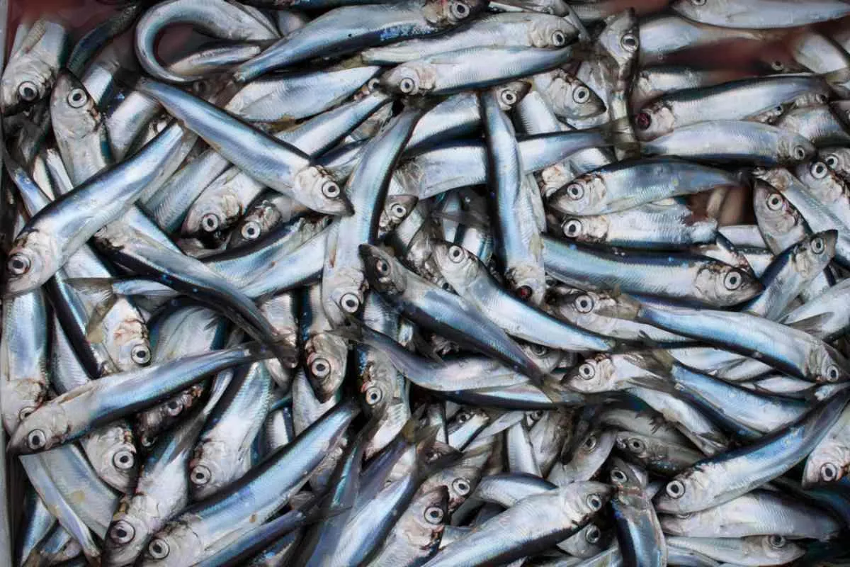 Comment fabrique-t-on le surströmming ?