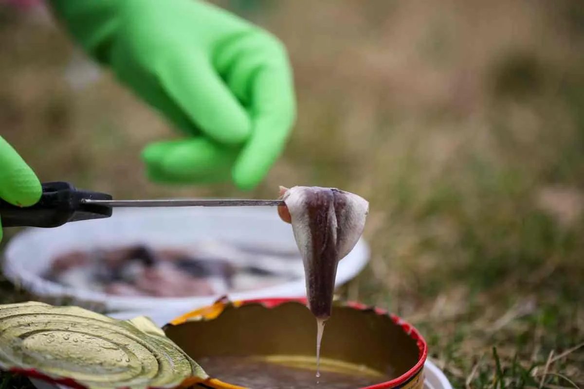 L'histoire du surströmming