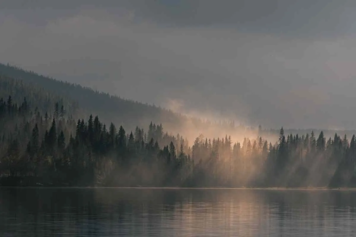 Un bosque brumoso junto a un lago tranquilo al amanecer, con una luz suave que se cuela entre los árboles y se refleja en el agua.