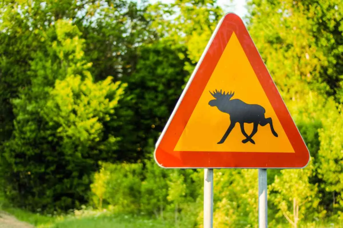 Où trouver des élans en Suède