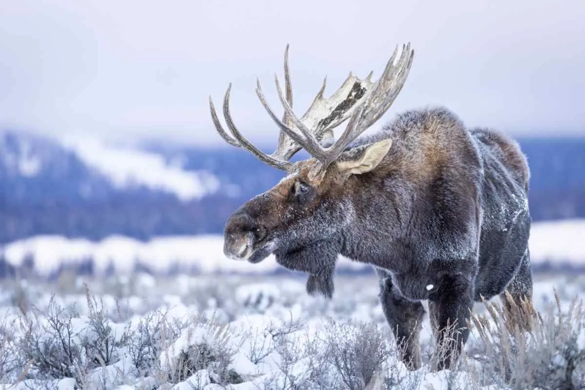 Foto en primer plano de un alce cubierto de nieve en un paisaje totalmente blanco e invernal de Suecia.