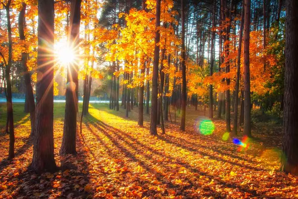 La Suède en septembre : guide du voyageur pour profiter pleinement des charmes de l'automne
