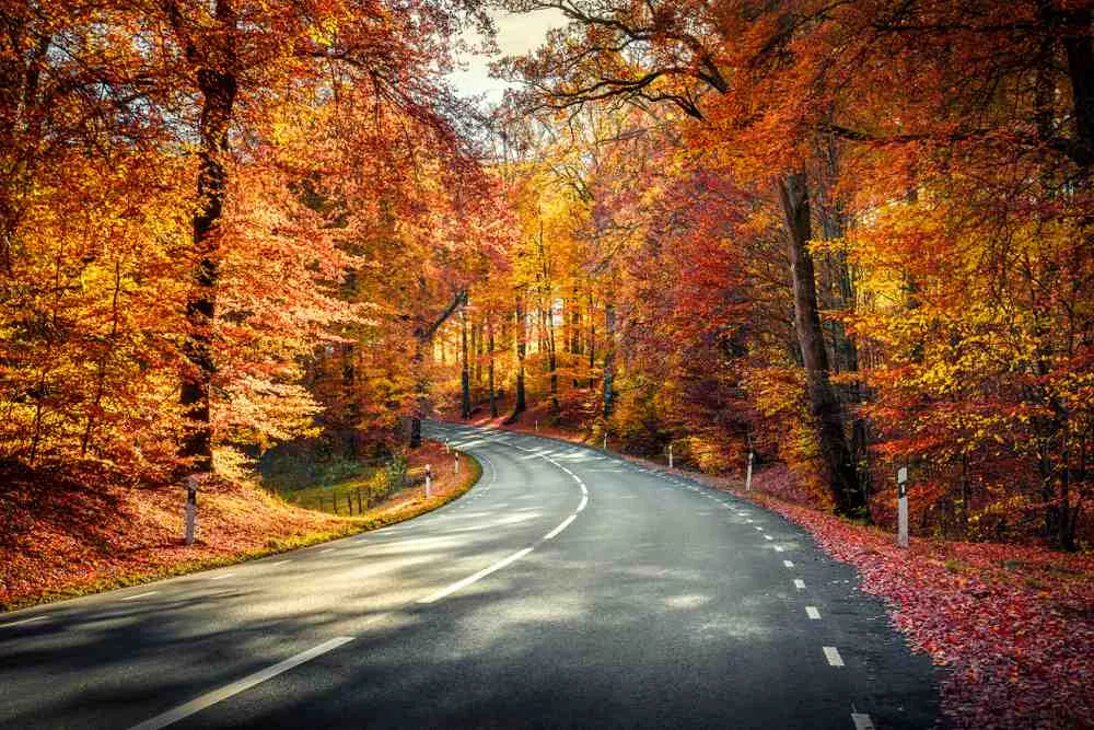 Un bosque en Suecia en otoño