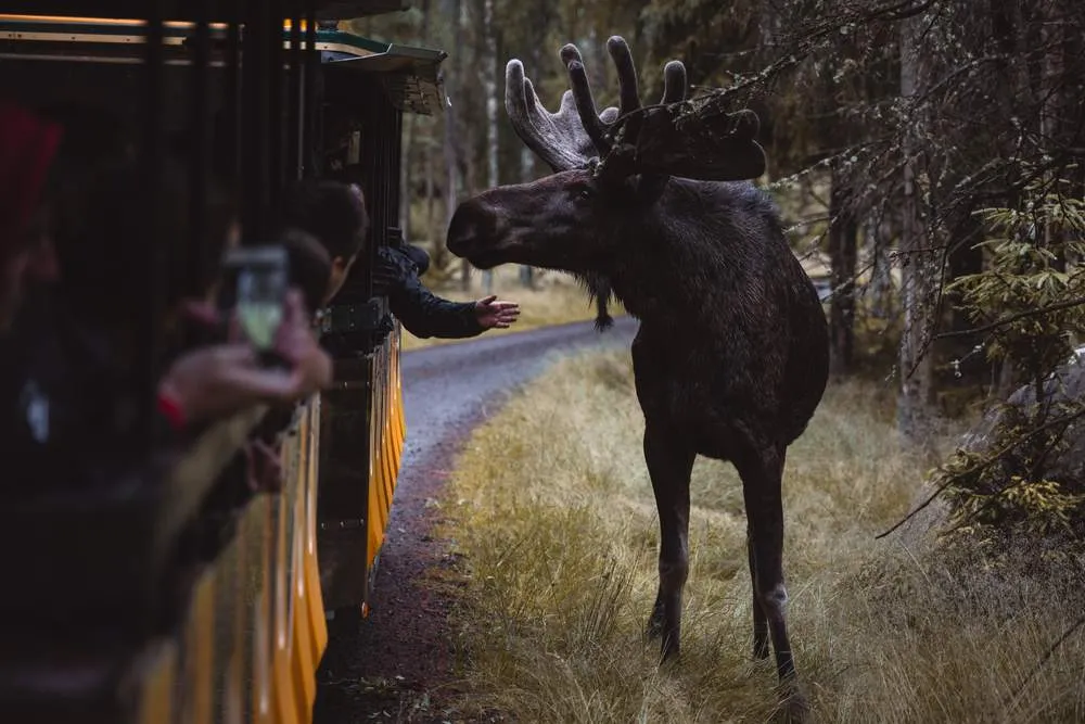 Safari de fauna salvaje en Suecia